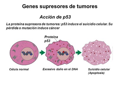 Genes+supresores+de+tumores