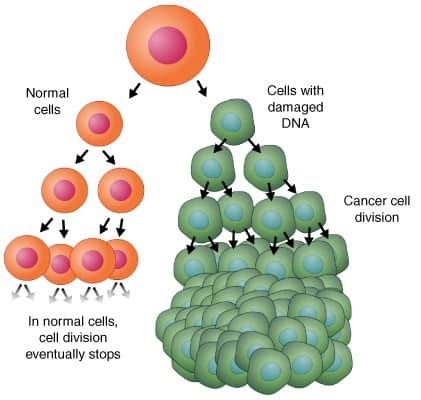división células cancerosas cáncer