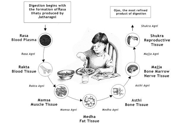 Cómo mejorar la digestión y salud intestinal - Dra. Esteve
