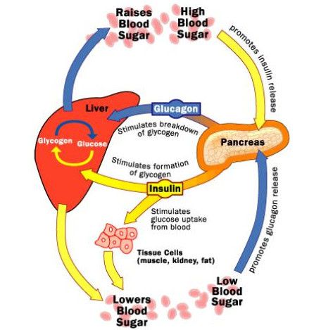 Efectos del café en el cuerpo | Dra.Carlota Esteve de Miguel