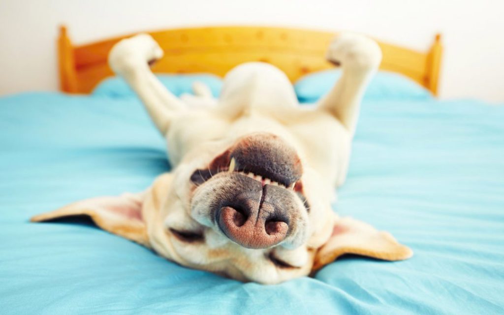 perro estirado en la cama riendo